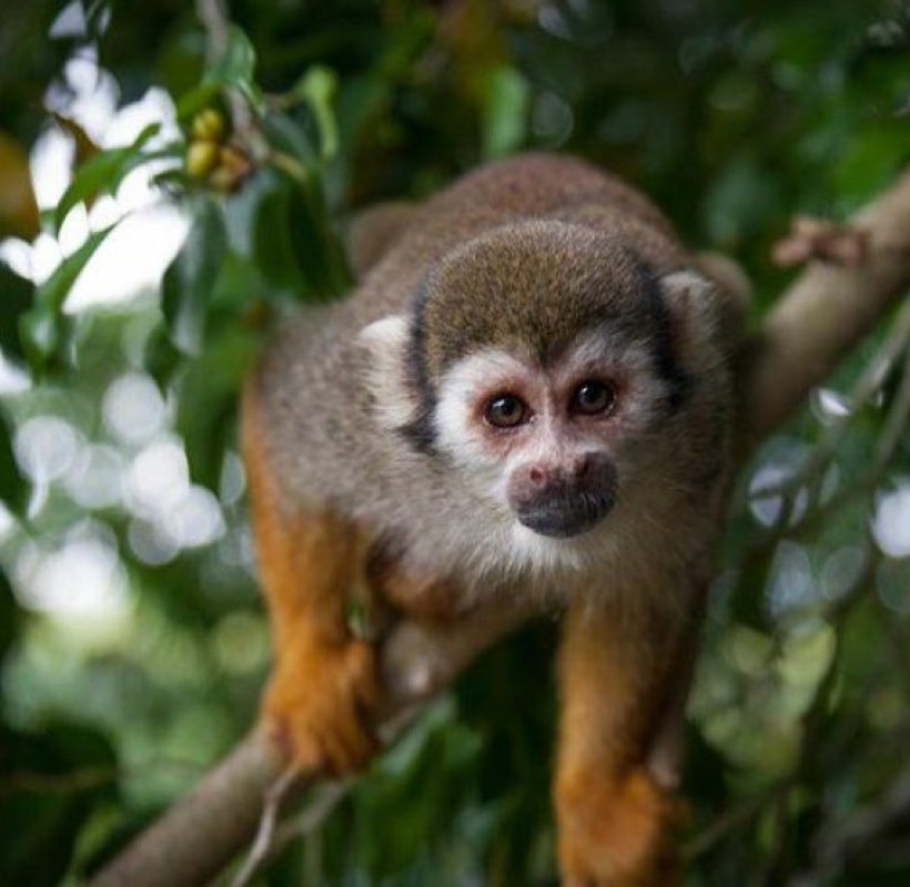 Jungla de los monos